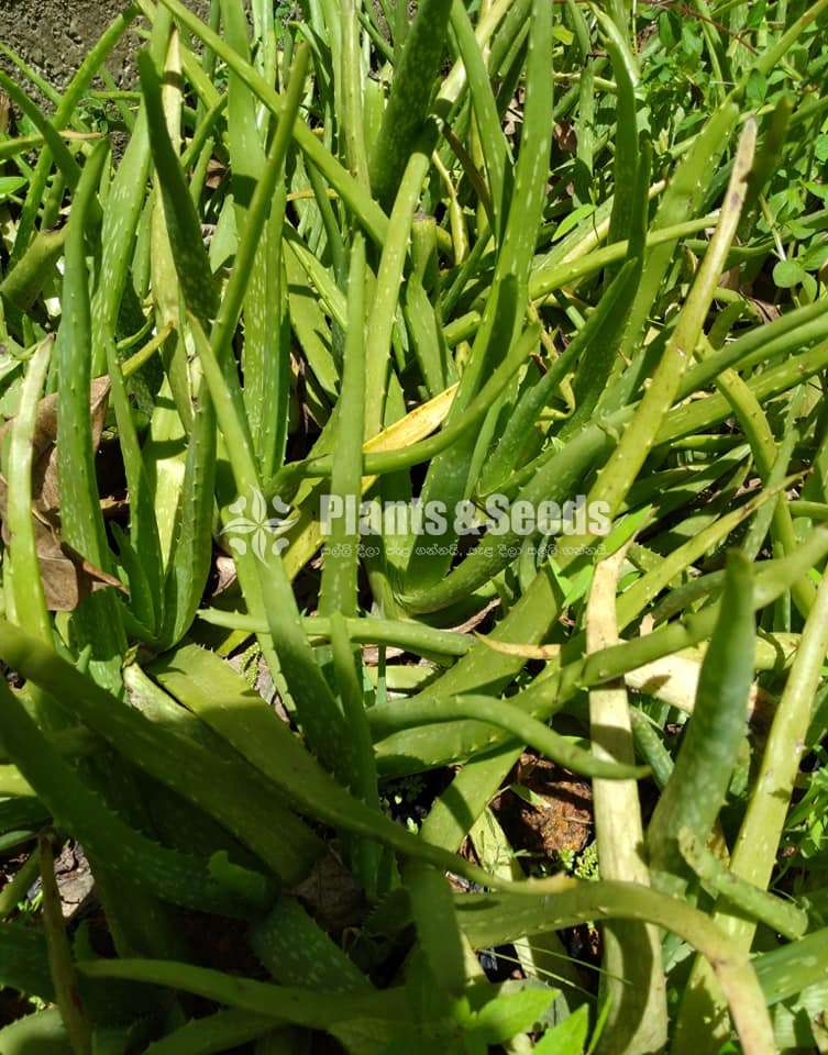 Aloevera(Komarika Plants)