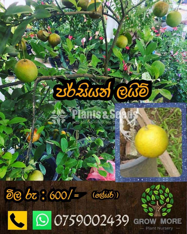 Bud Fruit Plants