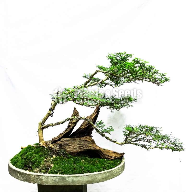 Bluebell Bonsai