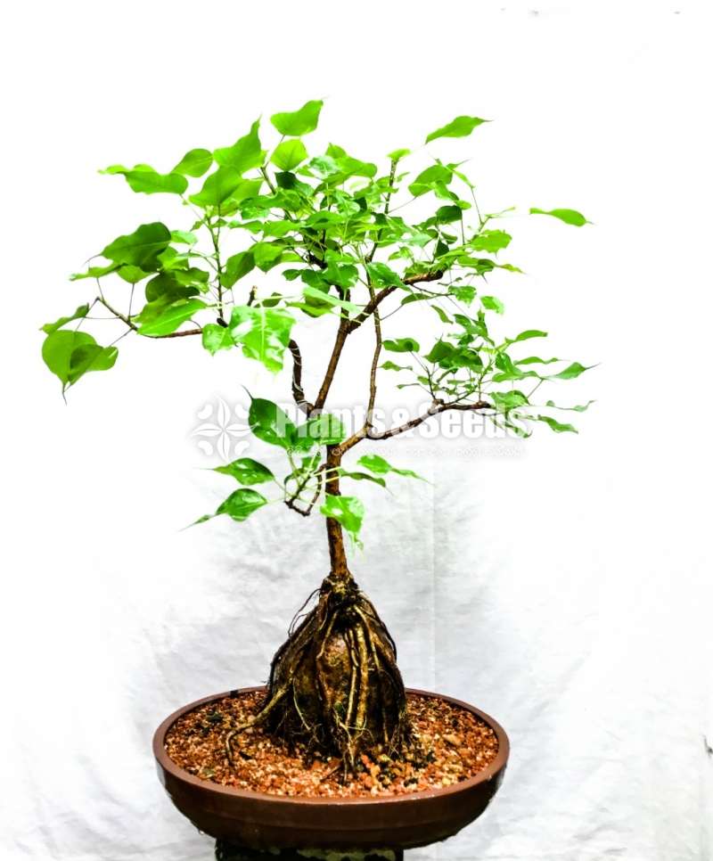 Nuga (Boo) Tree Bonsai