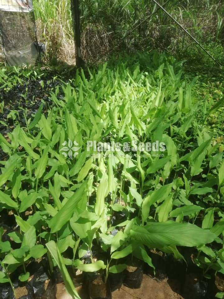 Kaha Plants  (Turmeric)