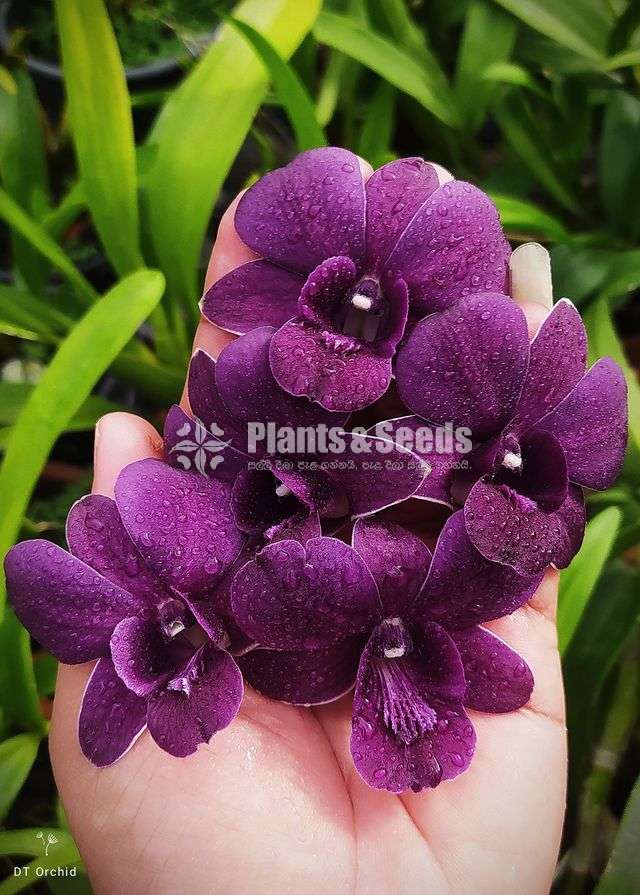 Dendrobium TG Blue Orchid