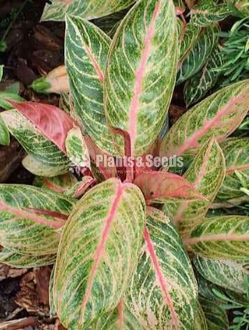 Aglaonema Outdoor Plants