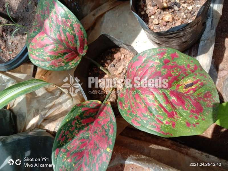 Aglaonema Outdoor Plants