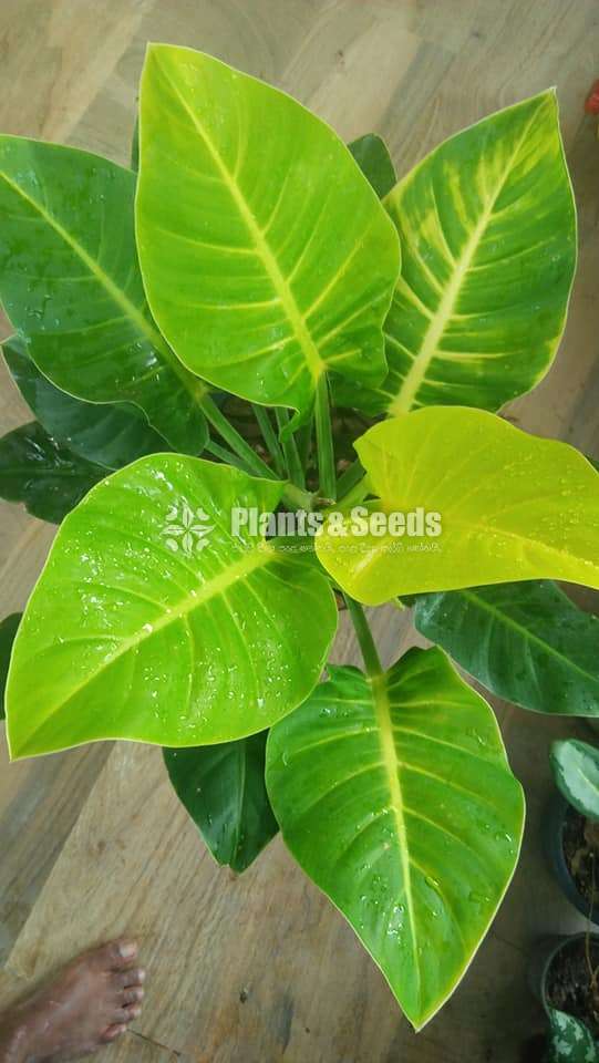 Philodendron Outdoor Plants - Plants And Seeds