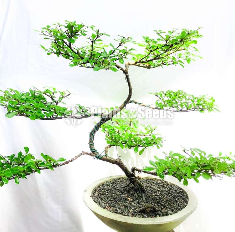 Kuru Lott an Bonsai