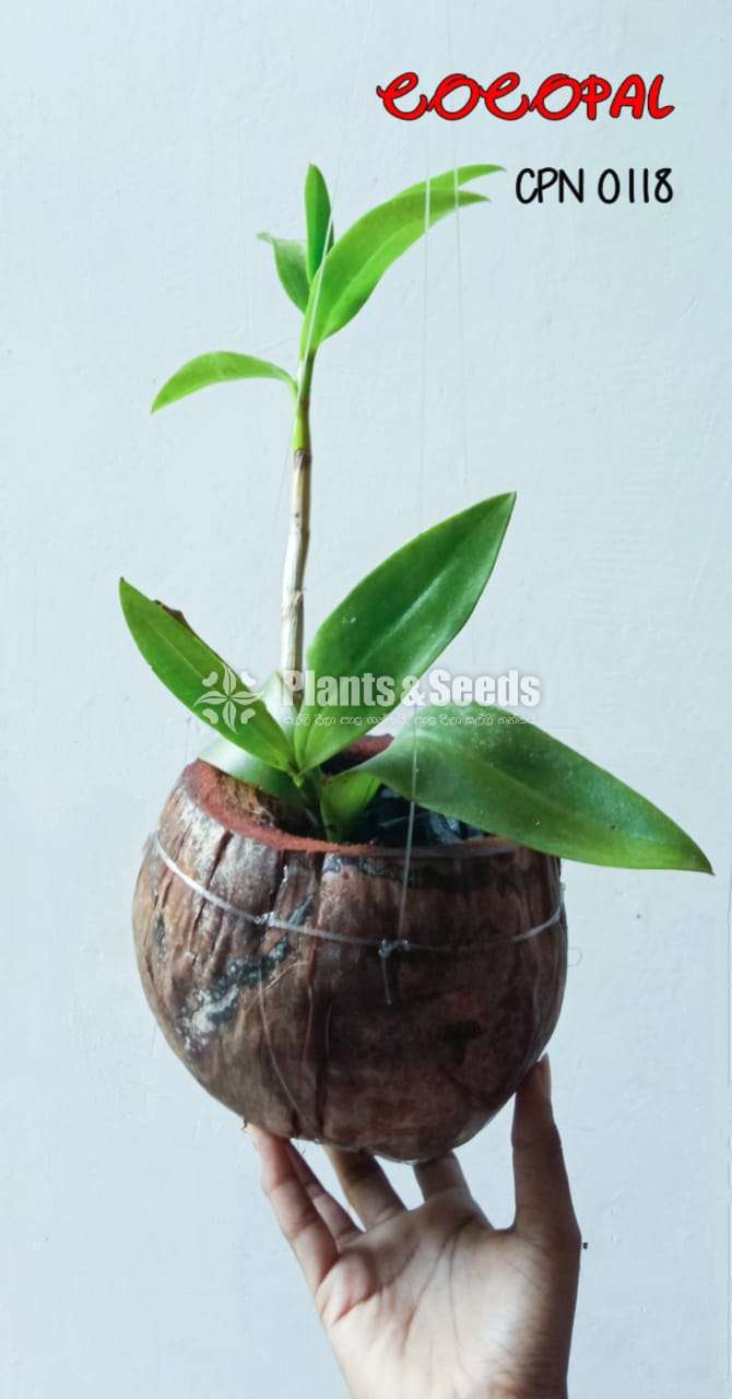 Dendrobium Lucian Pink in Coconut Husk Pot