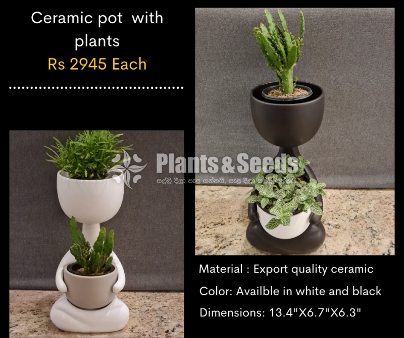 Ceramic indoor pots with plants