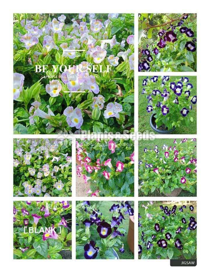 Torenia Seeds