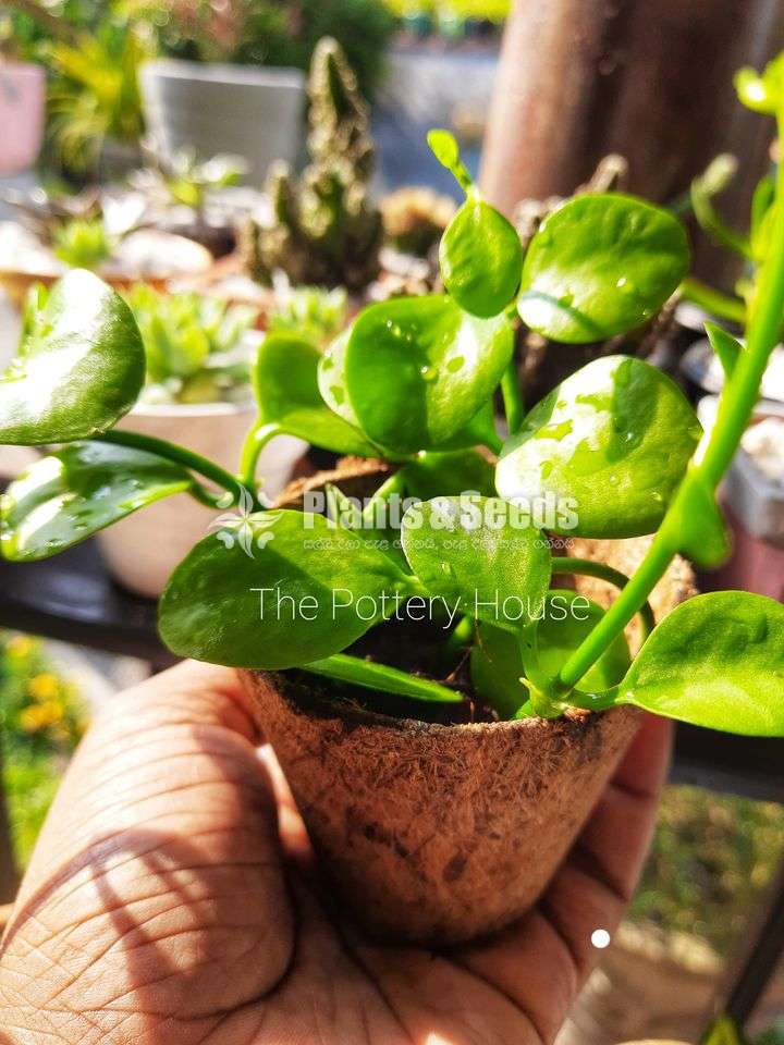 Hanging Plant-Dischidia Nummularia - Plants And Seeds