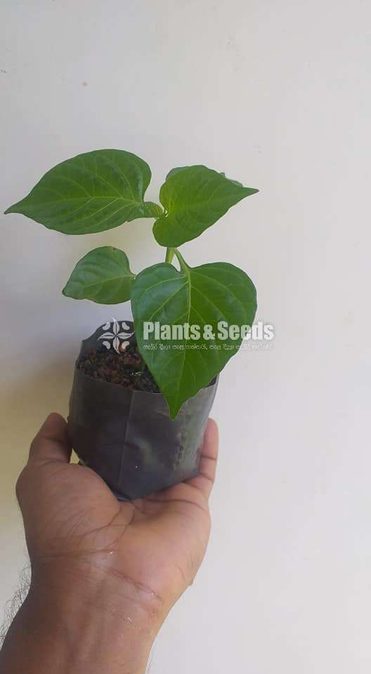 Scotch bonet Nimiris Plants(Dark Green)