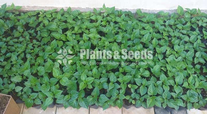 Scotch bonet Nimiris Plants(Dark Green)