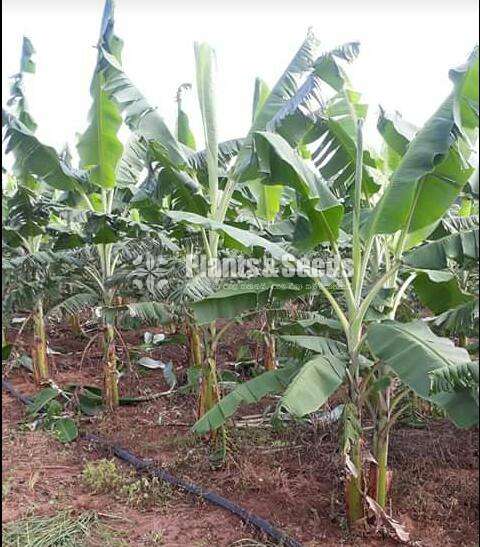 Kolikuttu Banana Plant(Tissue Culture)