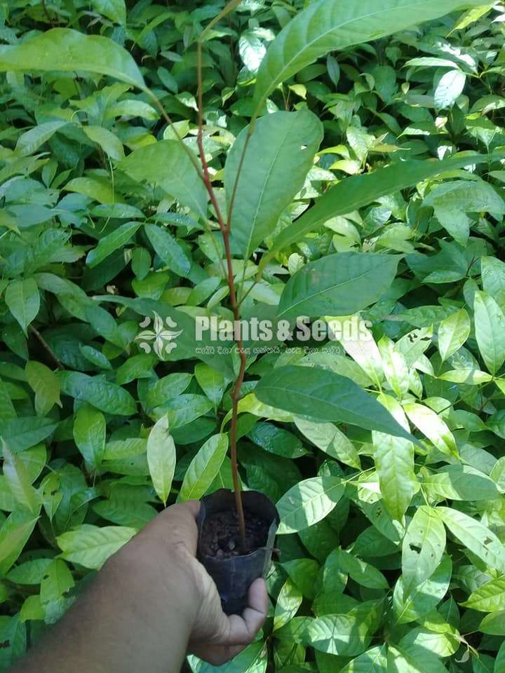 (Mahogany Plants) මහෝගනී පැල 