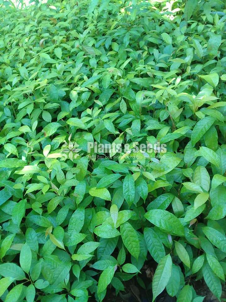 (Mahogany Plants) මහෝගනී පැල 