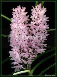 Ascocentrum christensonianum Orchids