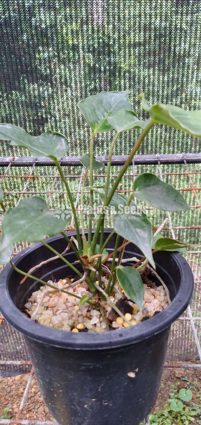 Anthurium Red Champion