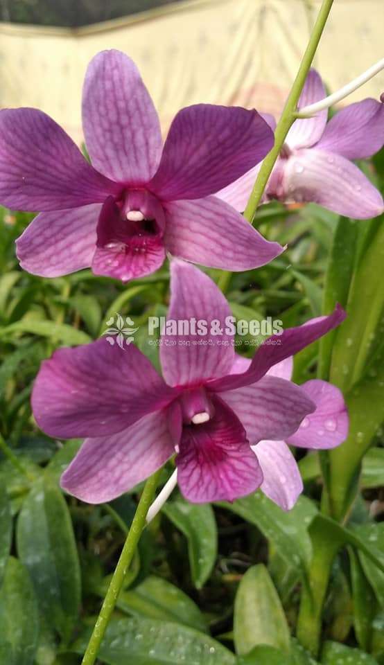 Dendrobium Orchid Plants