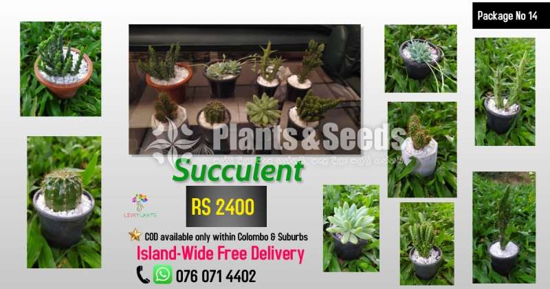 Succlent Plants -2