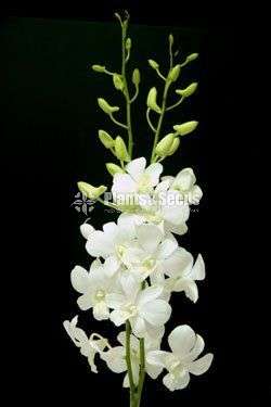 Dendrobium Orchid (White)