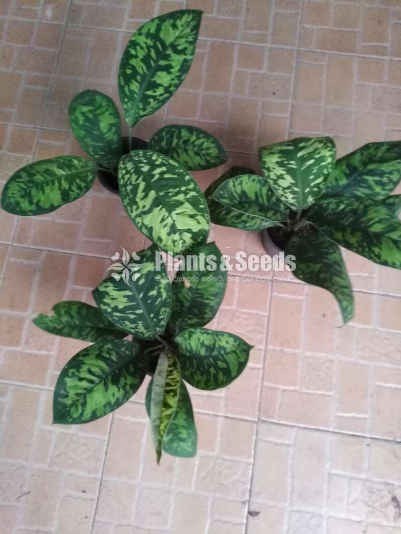 Aglaonema Plants Collection