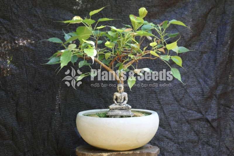 Nuga (Boo) Bonsai