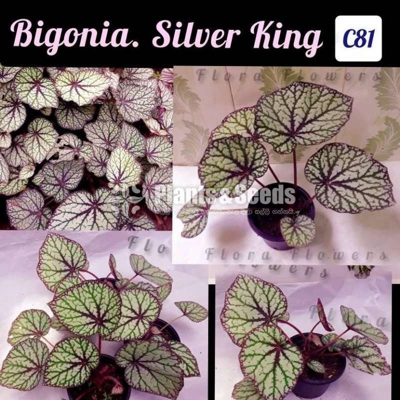 Begonia Silver King