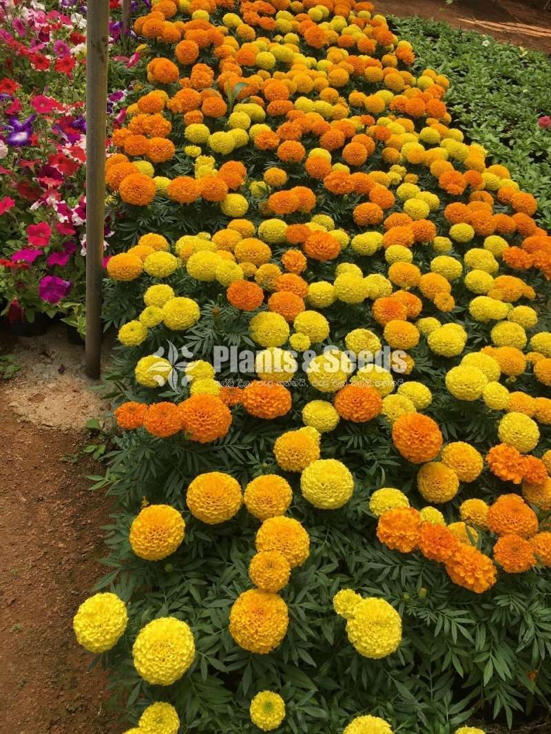 Marigold Plant (With Flowers)