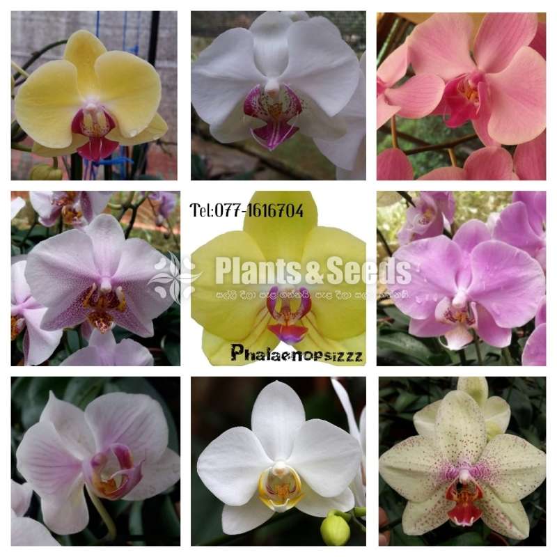 Phalaenopsis small orchids - Plants And Seeds