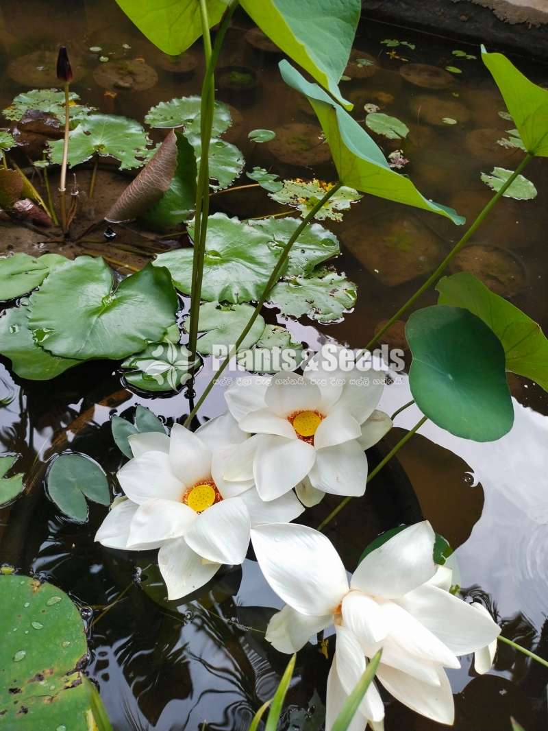 Sudu Nelum Water plants