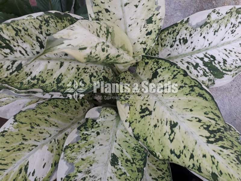 Aglaonema Plants Collection