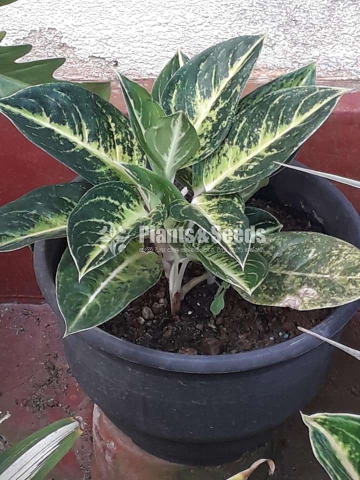 Aglaonema Plants Collection