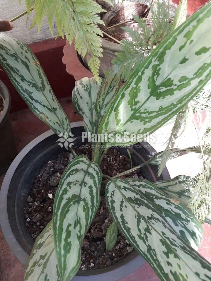 Aglaonema Plants Collection