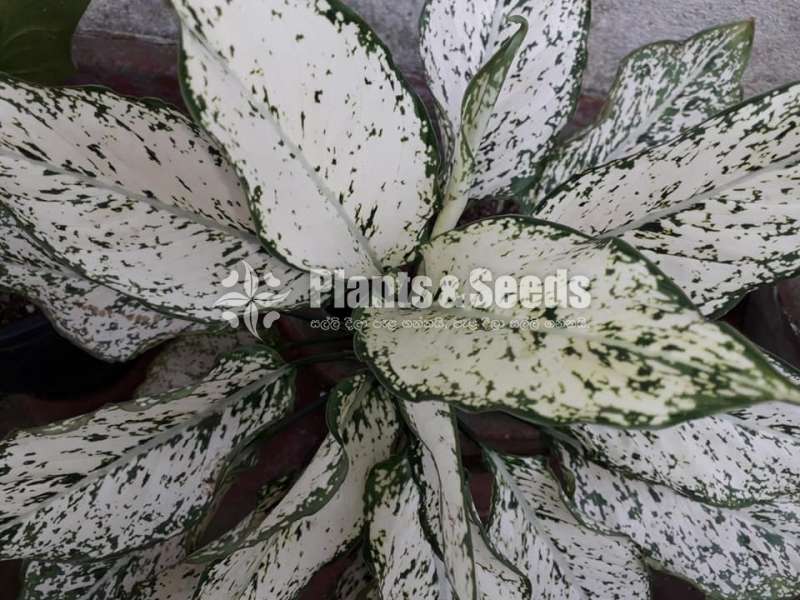 Aglaonema Plants Collection