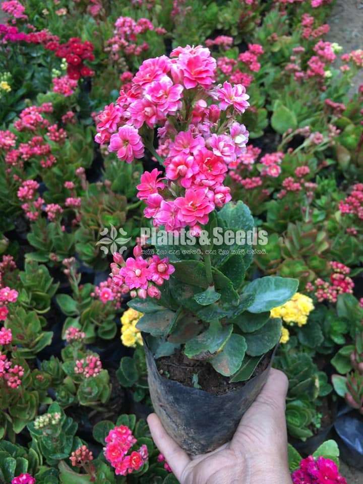 Kalanchoe(Kalanchi)