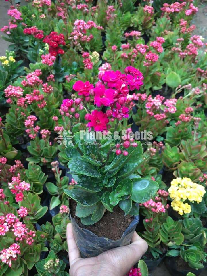 Kalanchoe(Kalanchi)