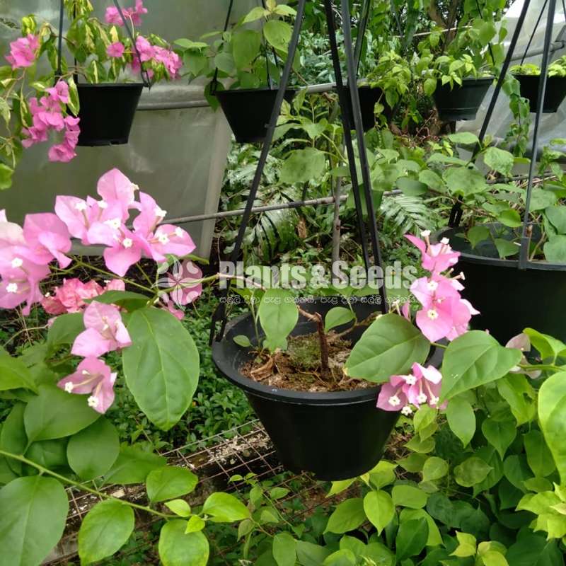 Bougainvillea (බෝගන්විලා)