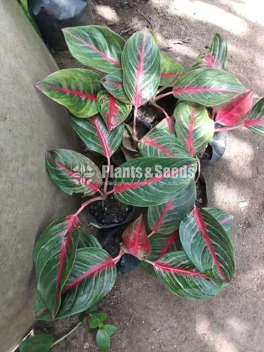 Aglaonema Plants Collection