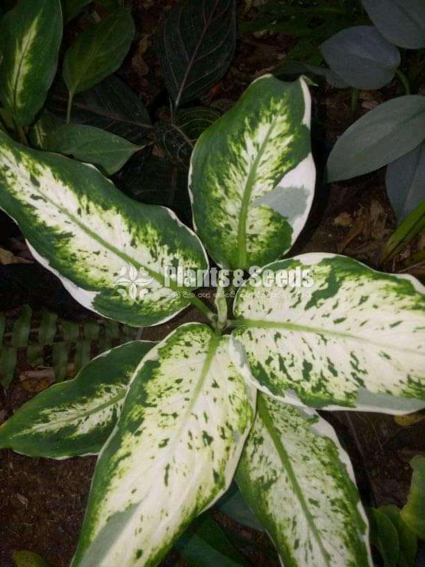 Aglaonema Plants Collection