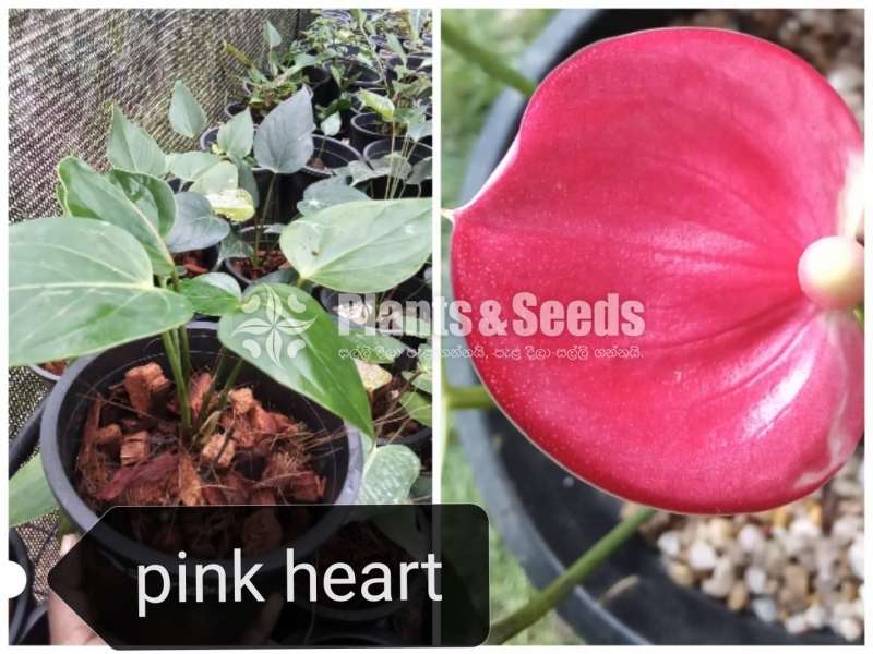 Lady Jane Anthurium Package