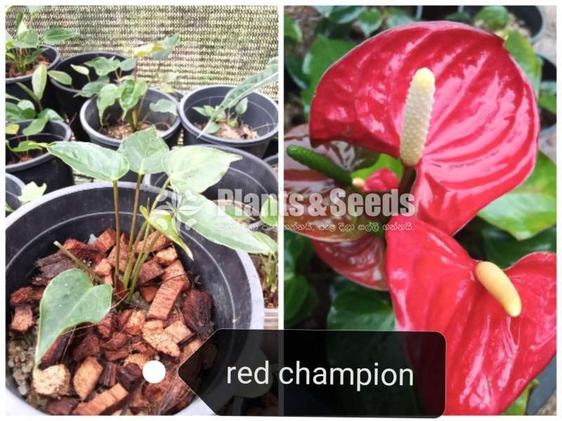 Lady Jane Anthurium Package