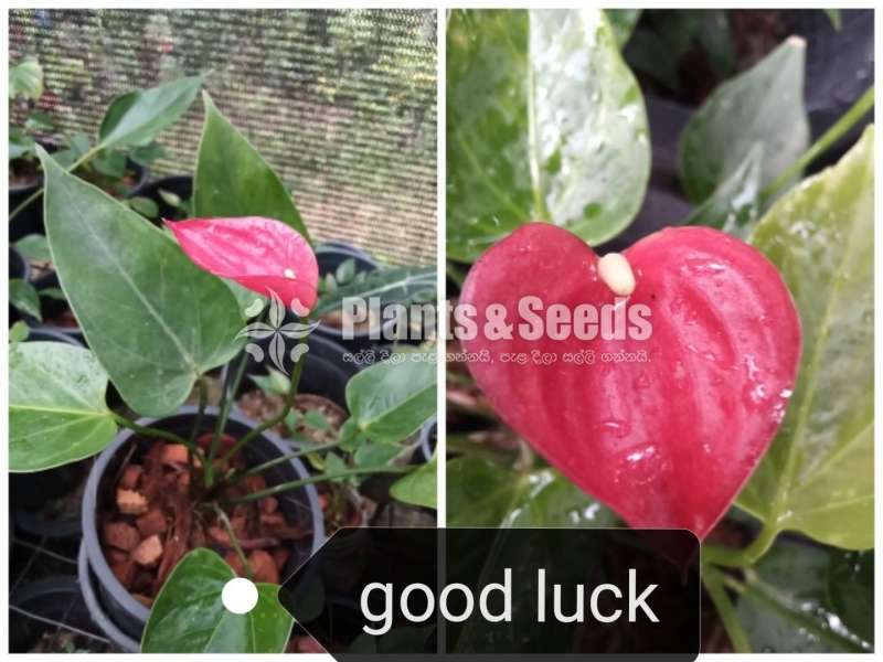 Lady Jane Anthurium Package