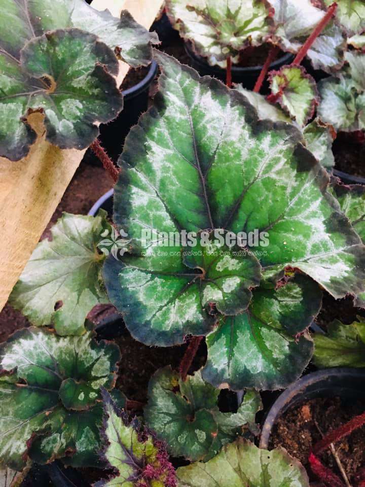 Begonia Rex 'China Curl'