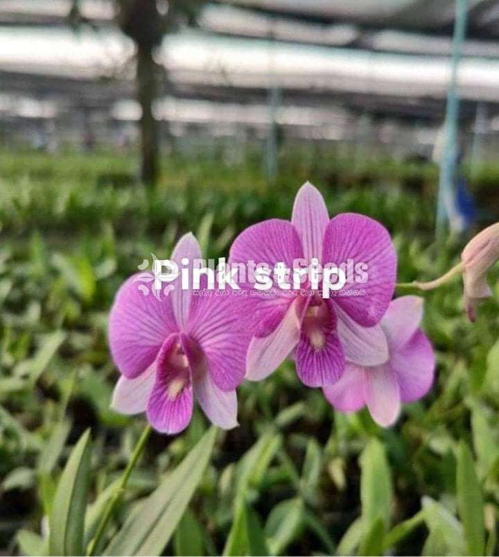 Bankok Orchids