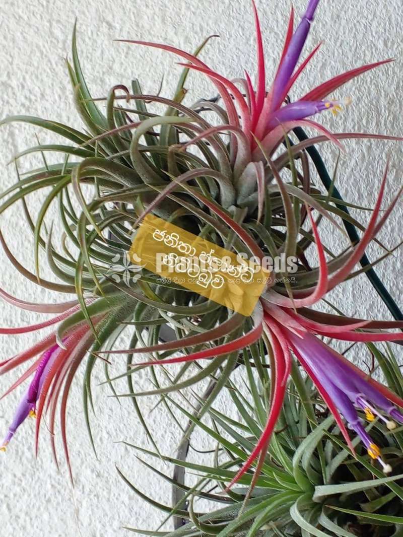 Air Plants