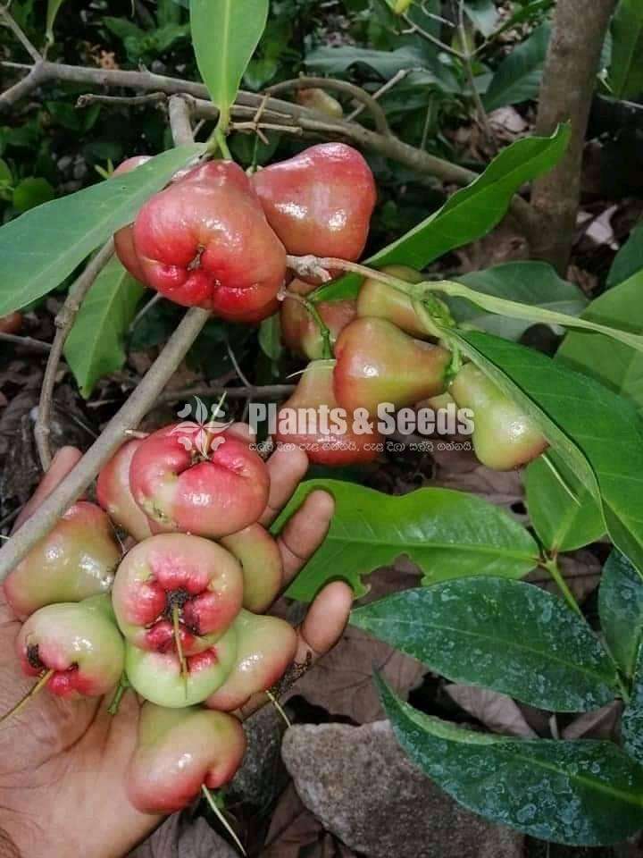 Fruit Plant Package Plants And Seeds