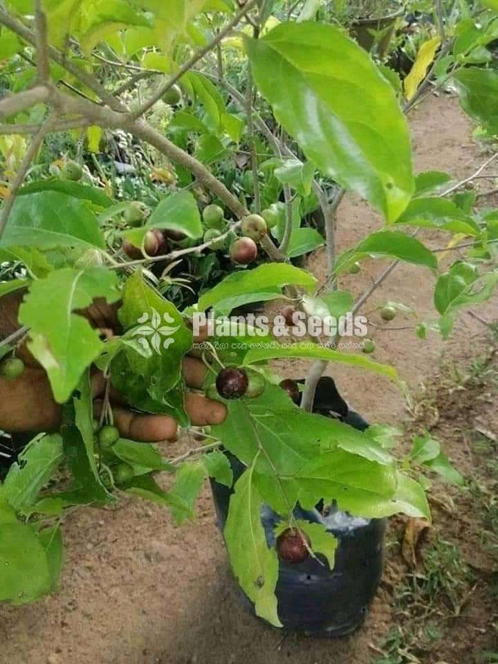 Fruit plant package