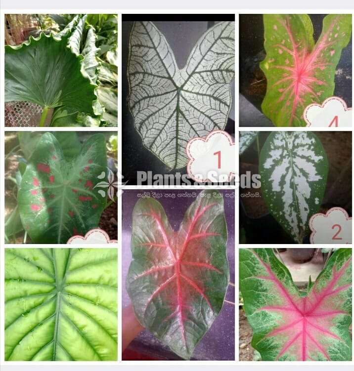 Caladium Collection