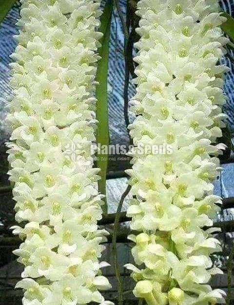 Foxtail Orchid