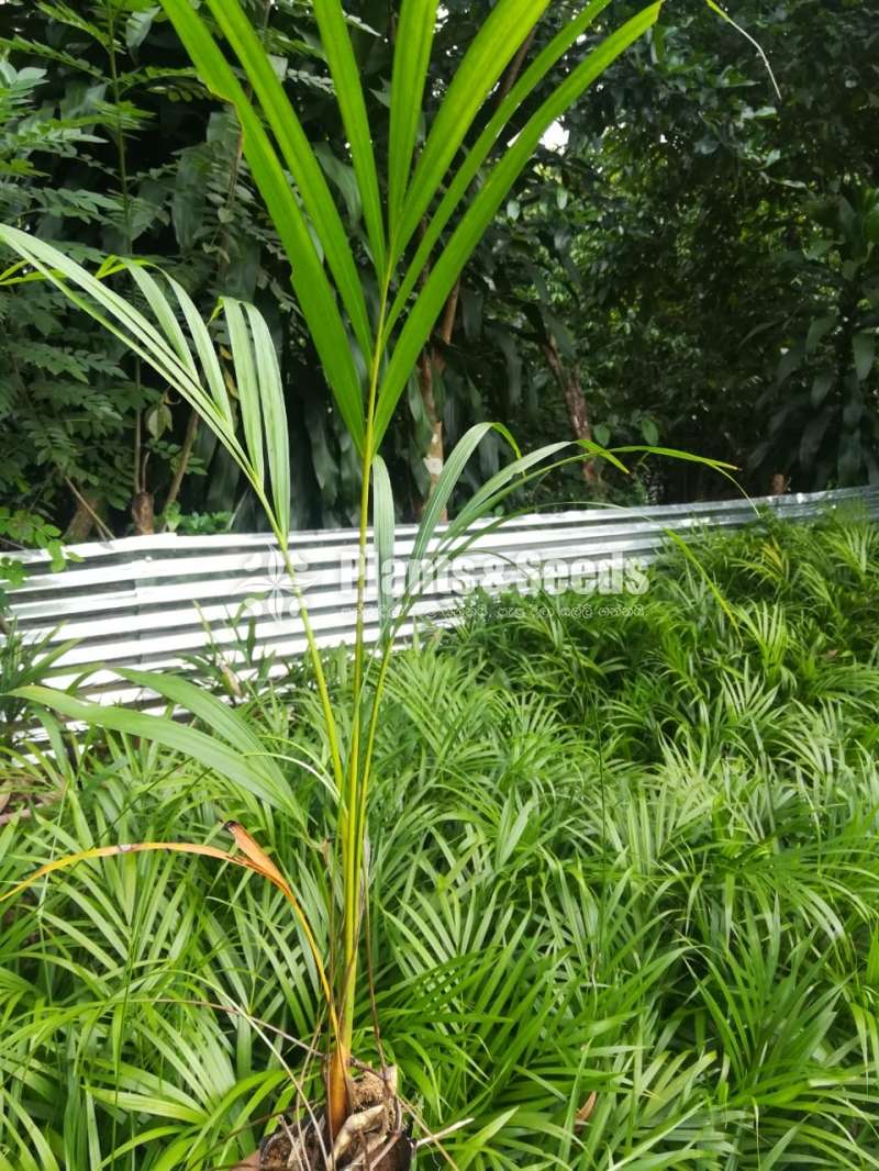 Cane Palm